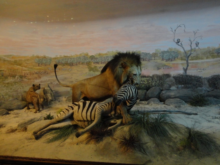 Singa dengan pose baru menggigit Zebra. Eh bukannya yang berburu singa betina ya?